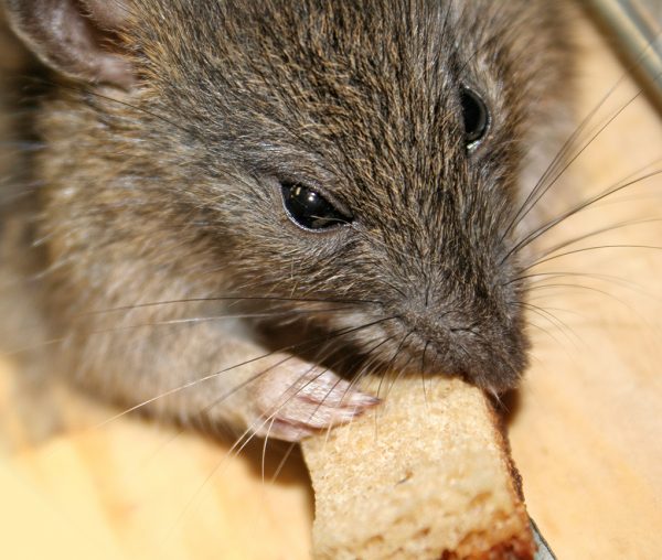 Animal Control Staten Island, New York City Animal Control in NYC