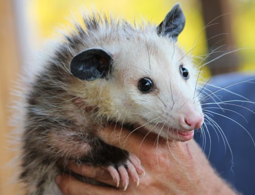 Opossum Troubles? How a Professional Opossum Trapper Can Save the Day