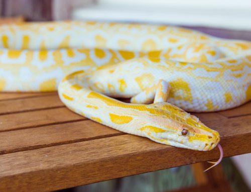 The Hidden Dangers of Snake Infestations: How a Professional Snake Control Expert Can Help