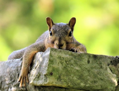 The Importance of Professional Wildlife Removal: Protecting Your Home and Family