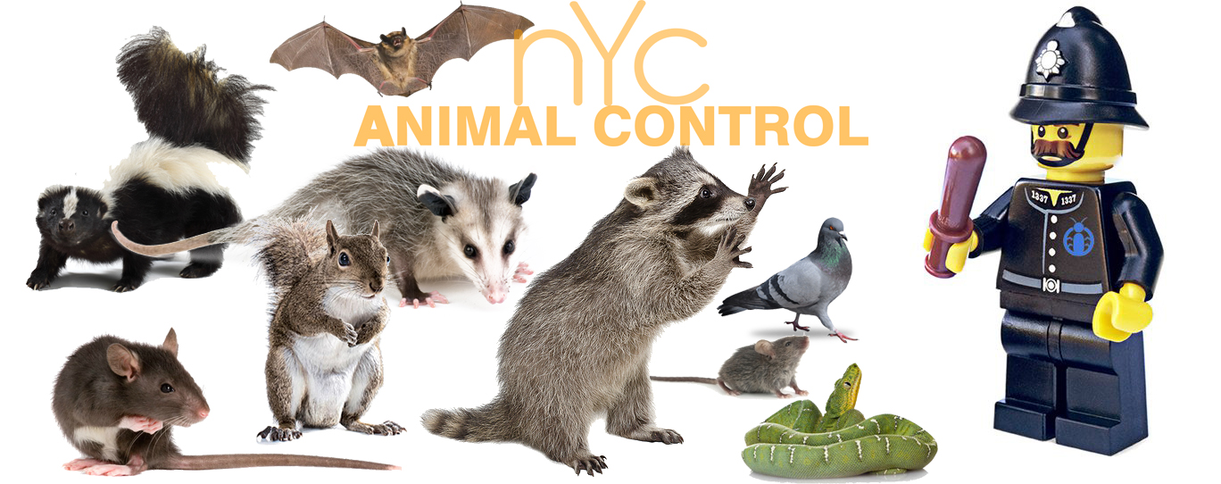 24 Hour Animal Control in NYC, Brooklyn, Bronx, Queens, Long Island City, call 646-741-4333 today! Humane Animal Control · Squirrel Removal · ‎Raccoon Removal · ‎Bird Removal · ‎Dead Wildlife · Mice and Rat Control
