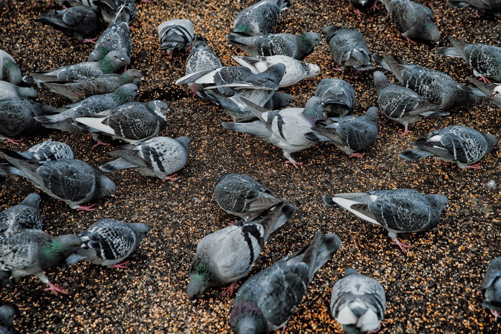 Flock of pigeons requiring bird control and prevention