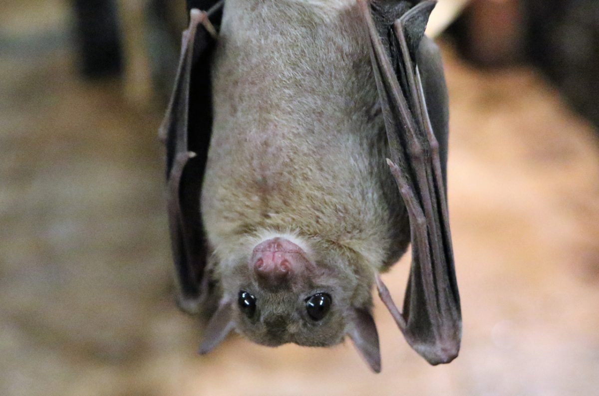 How Bat Exclusion Works – Animal Control in NYC & New Jersey