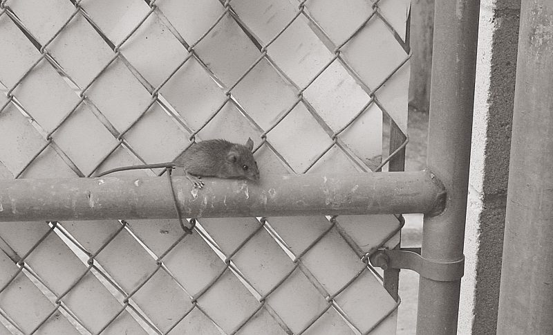 View of Animal Control Bronx, New York City – Animal Control in NYC & New Jersey
