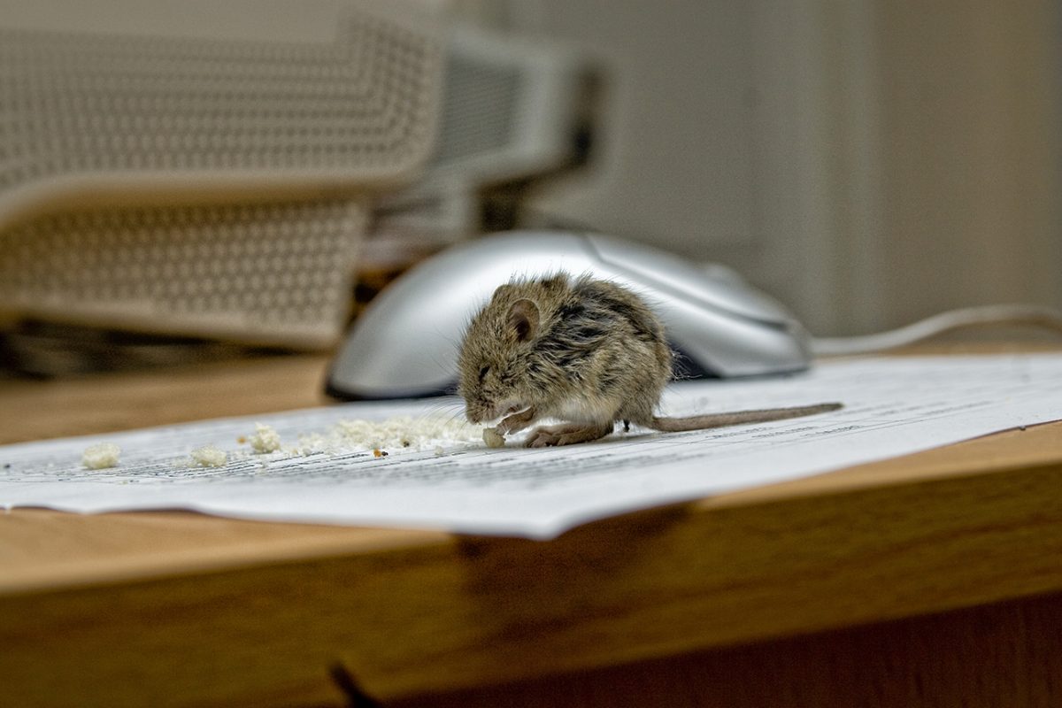 Animal Control Bronx, New York City Animal Control in NYC & New Jersey