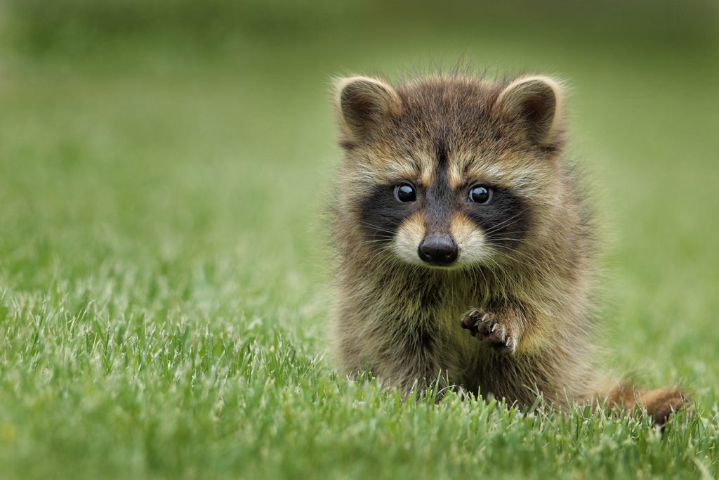 Raccoon removal service in Bronx NY