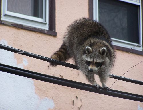 Signs that a Raccoon Has Rabies