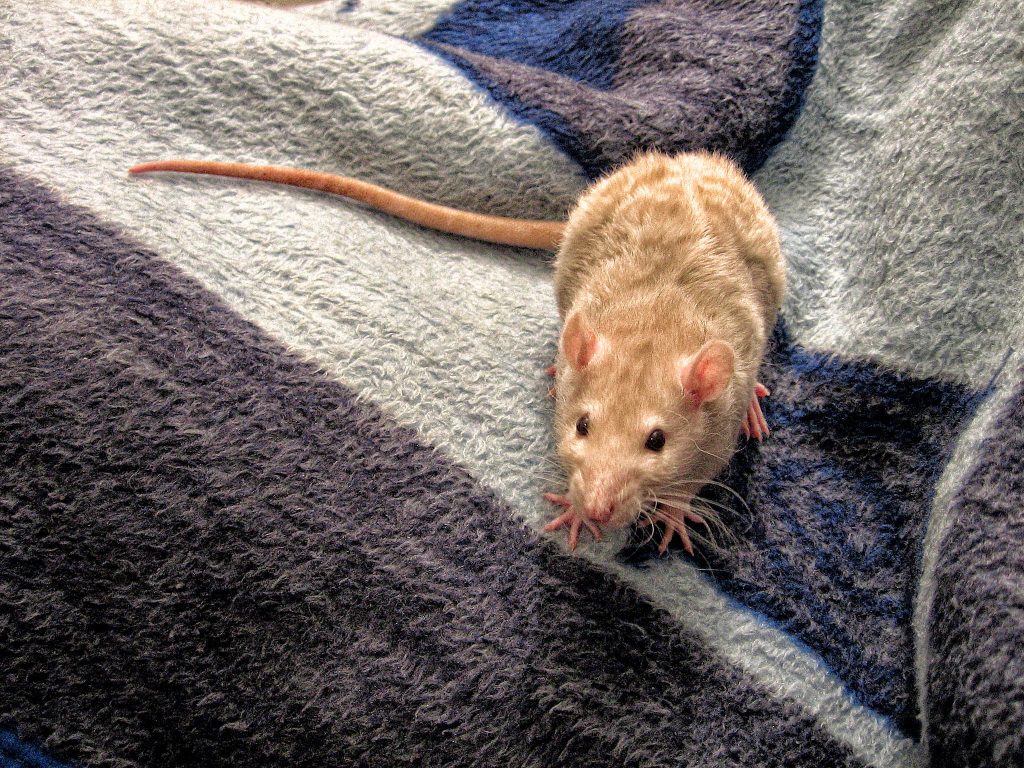 Rat control and rodent removal service