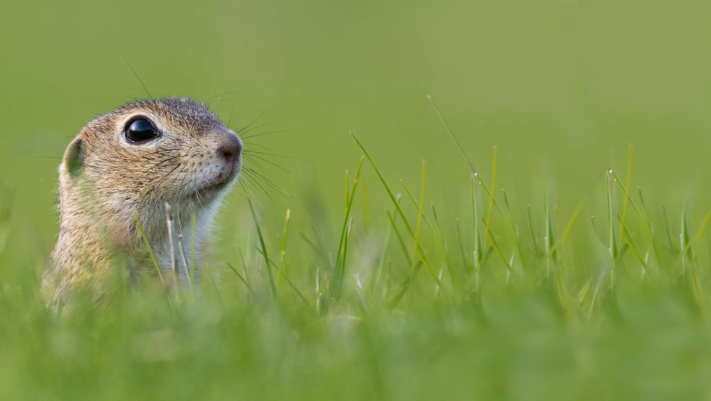 Small wildlife control around yards and homes