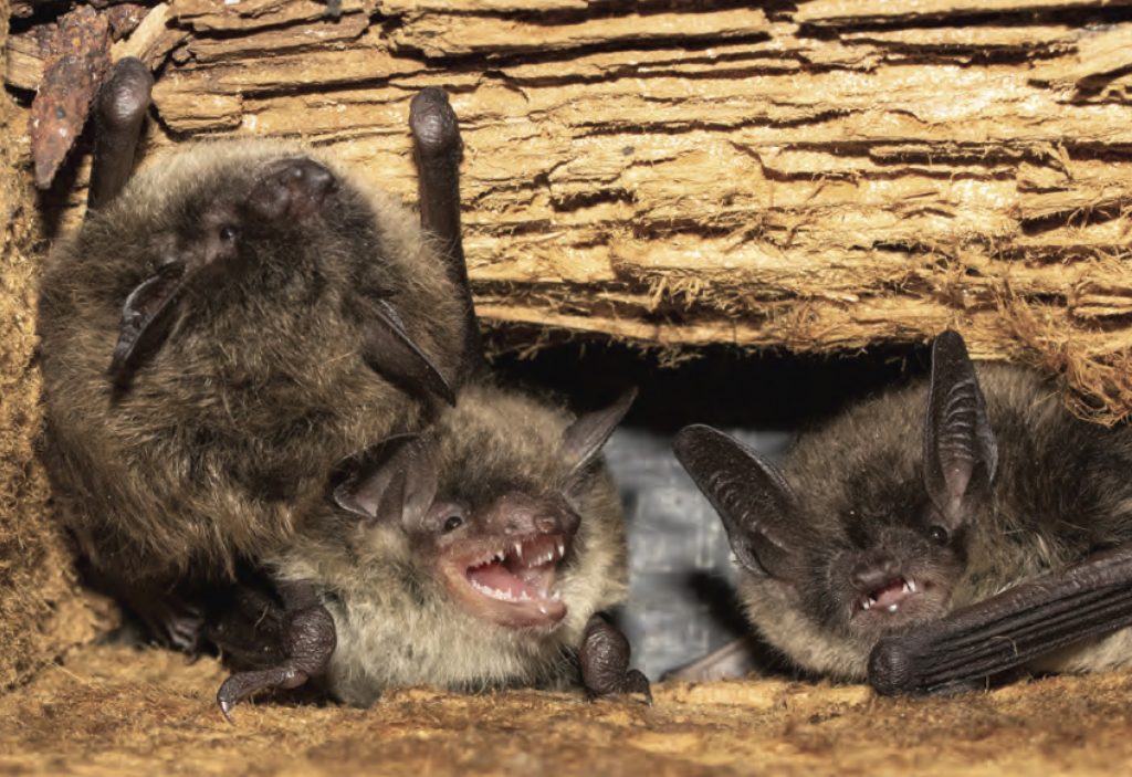 Bat Control and Removal Services