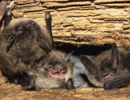 What is Humane Bat Removal?