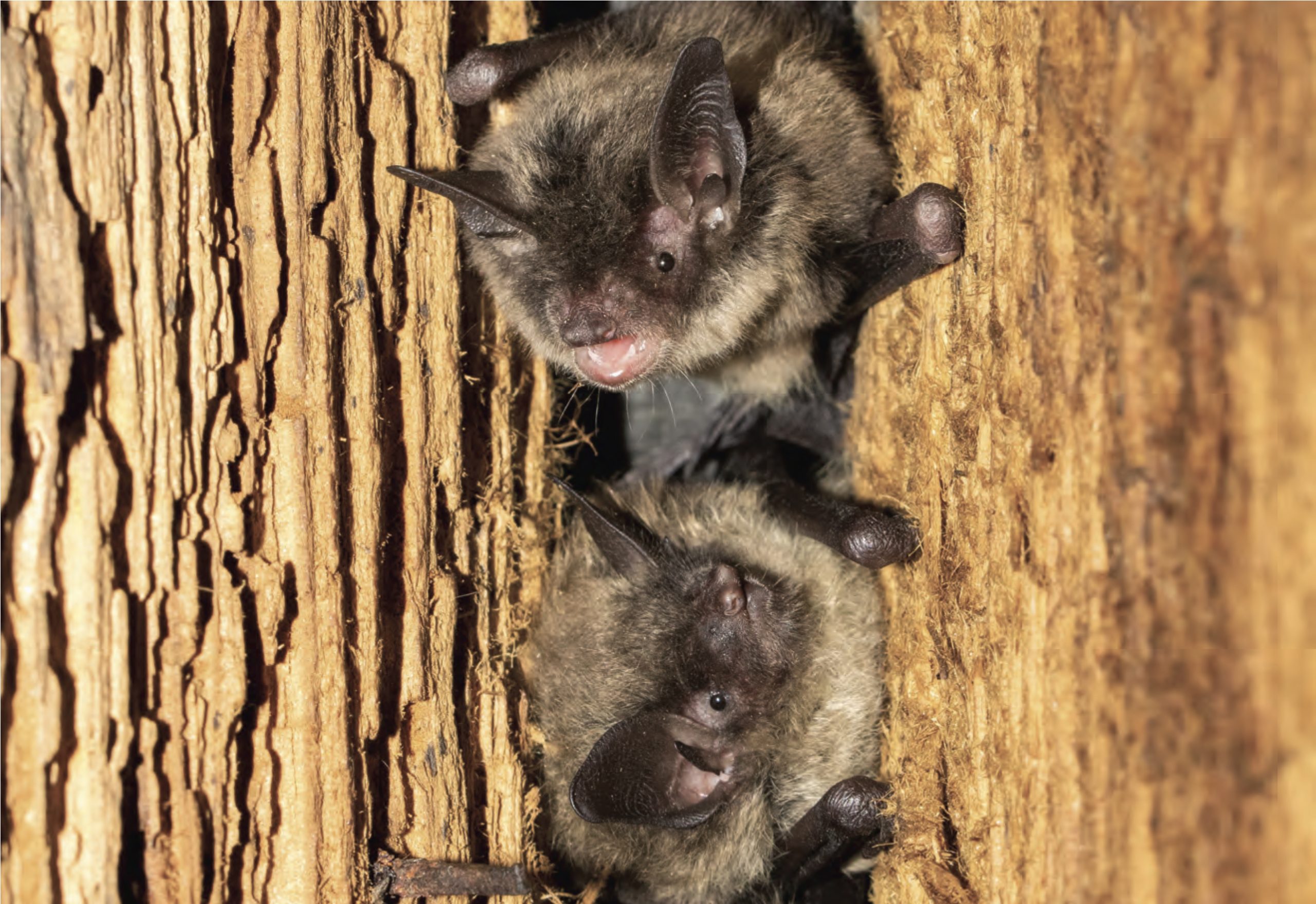 Sticky Traps Endanger Bats! - Northern California Bats