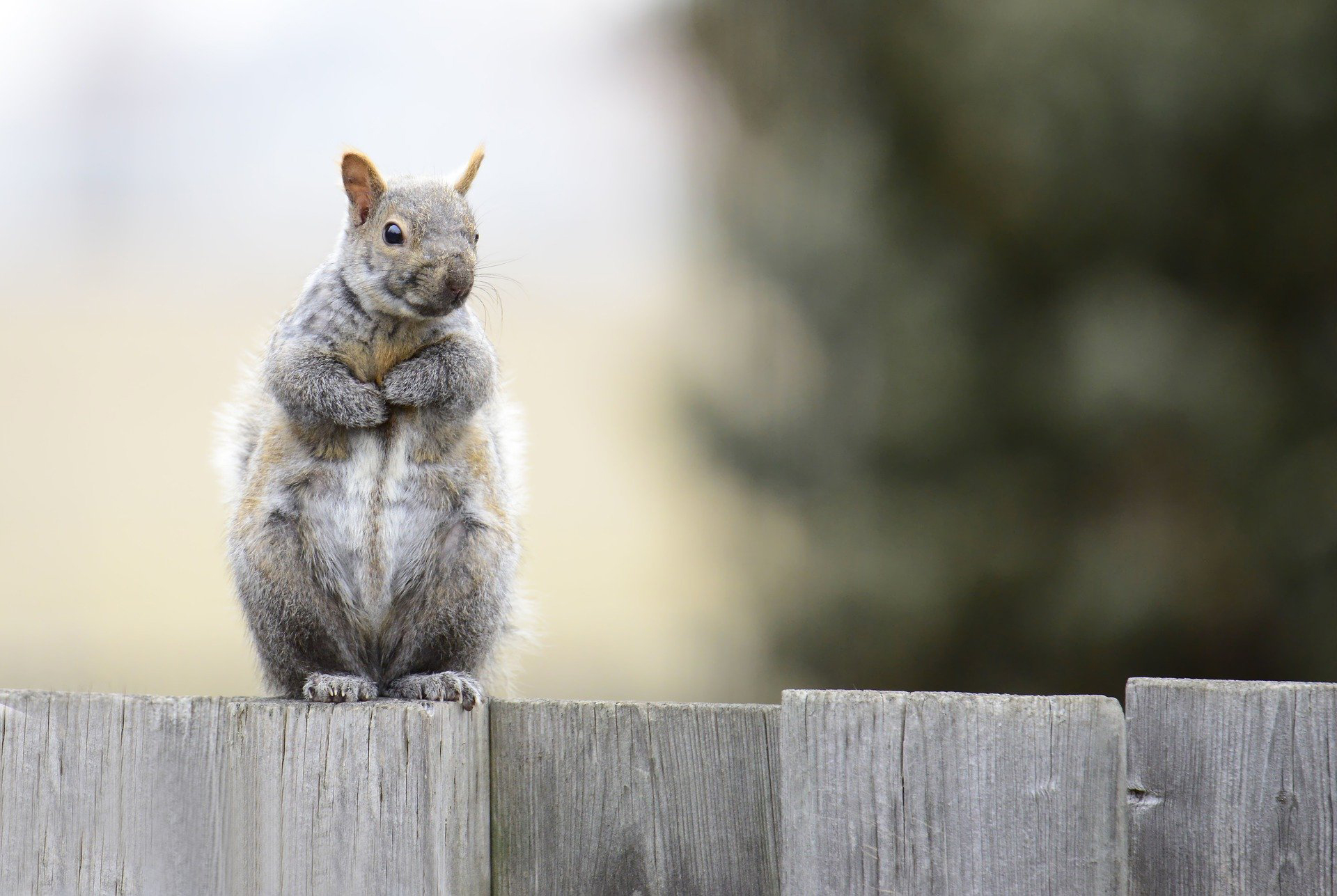 Red Squirrel Traps - Ground Squirrel Traps - Chipmunk Trap