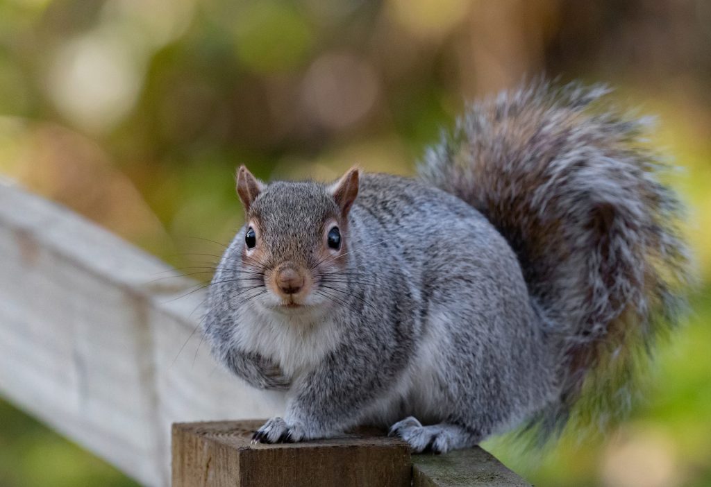 serious squirrel