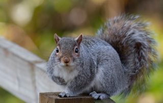 Squirrel Removal Services in NYC and NJ