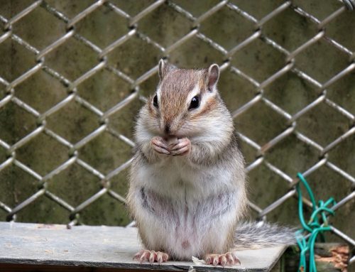 The Hidden Dangers of Chipmunk Infestations: Why Damage Repair is Essential