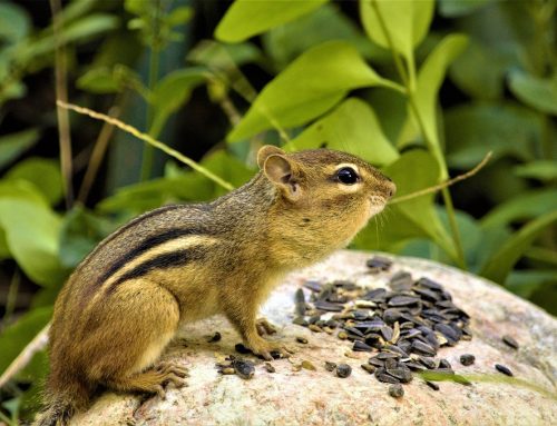 Chipmunk Invasion: How a Professional Can Safely Remove and Relocate Them from Your Property