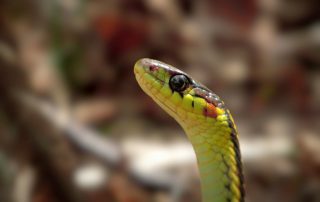 Snake Removal, Control and Prevention