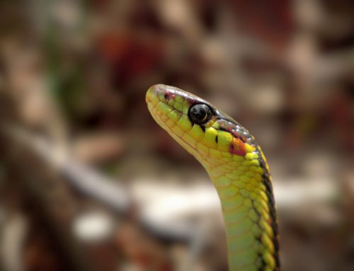 How Professional Snake Control and Prevention Works