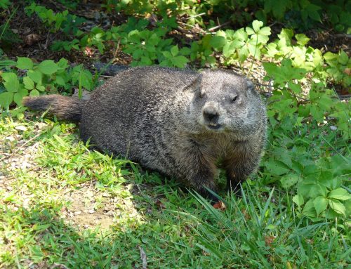 From Holes to Havoc: The Hidden Dangers of Groundhog Damage and How to Repair Them
