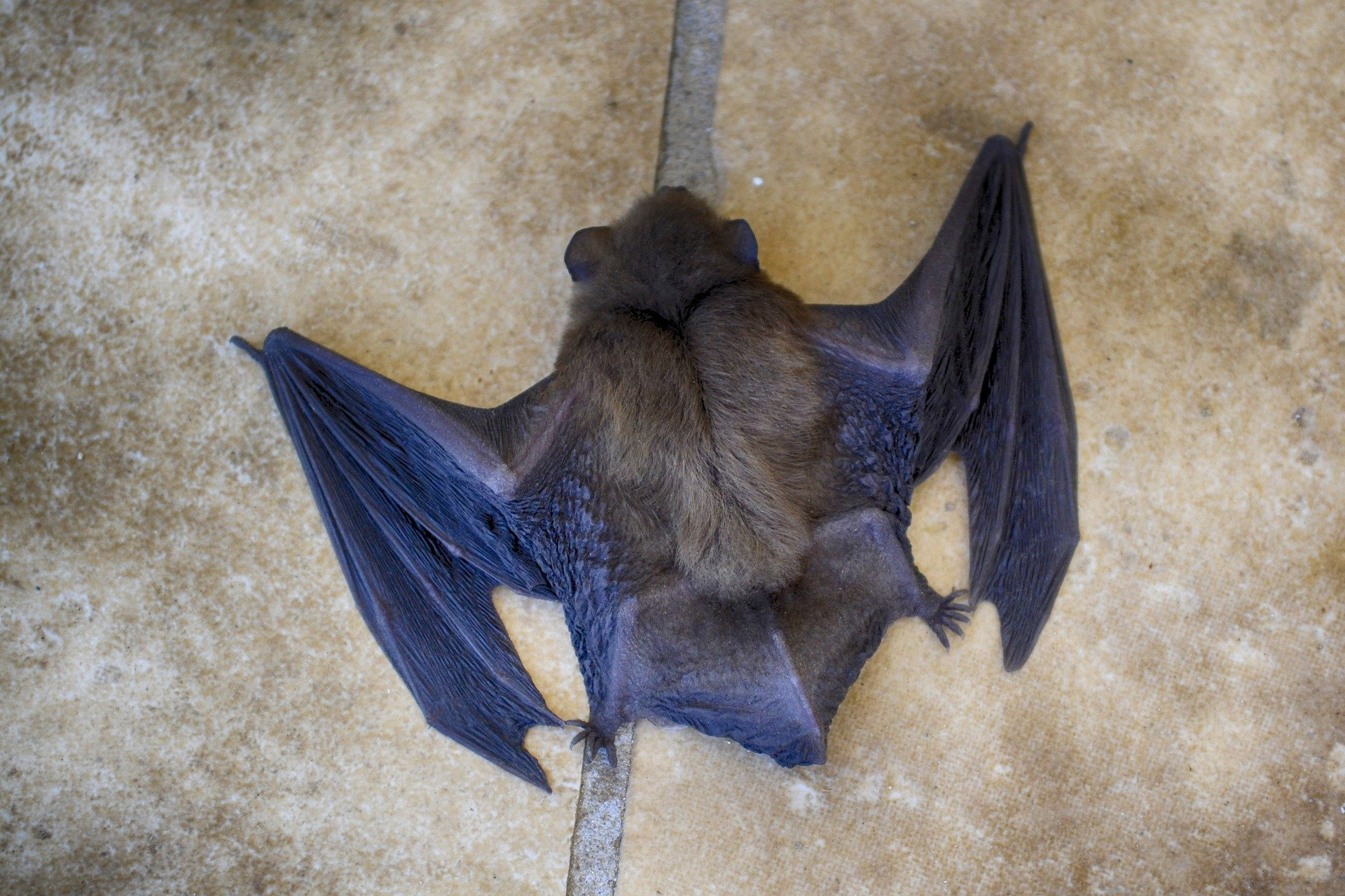 Bat Netting Keeps Bats Away from Your Attics, Eaves, Garages