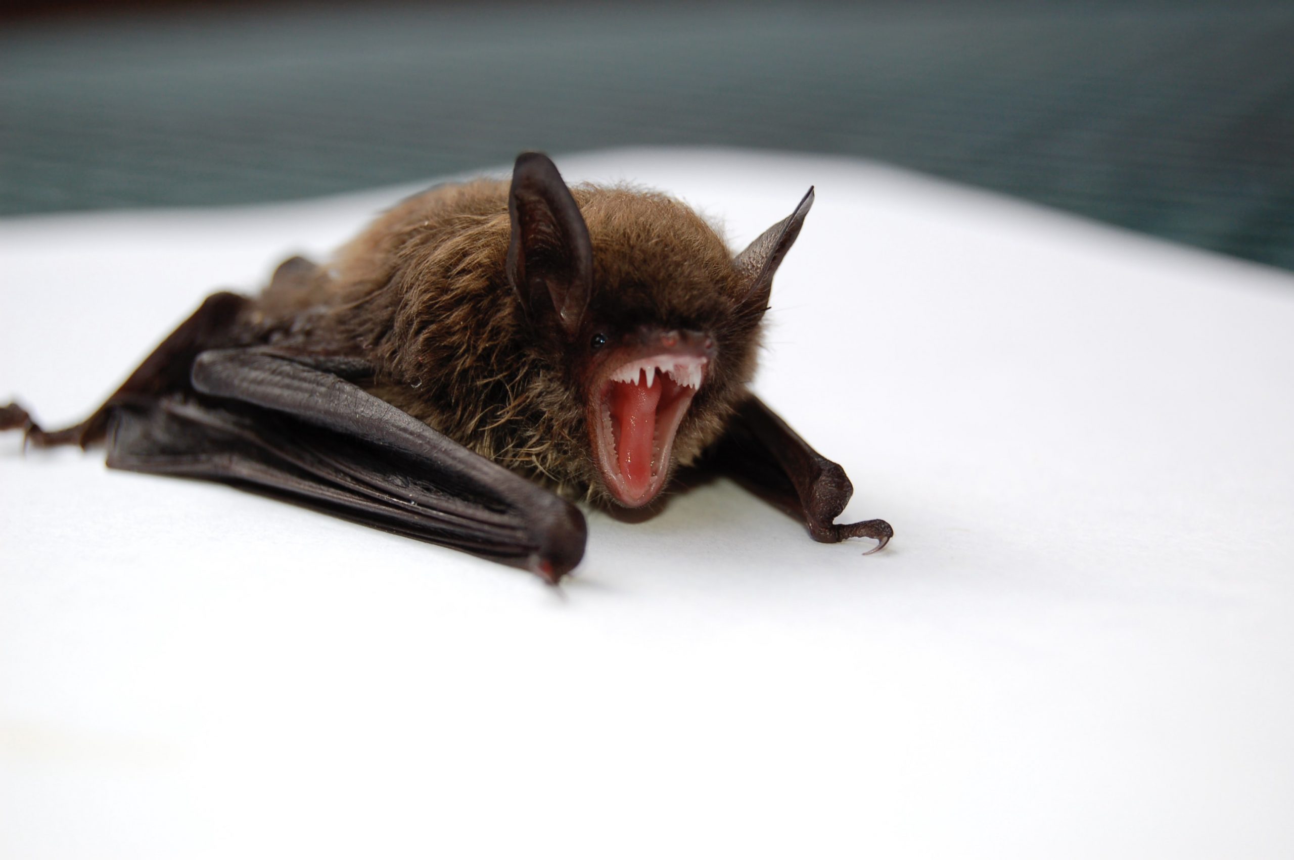 Bat Netting Keeps Bats Away from Your Attics, Eaves, Garages