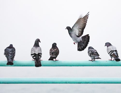 The Art of Bird Control: How to Safely and Humanely Remove Unwanted Guests