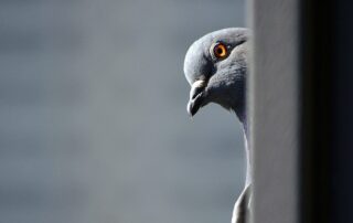Bird Removal and Control Services