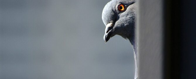 Bird Removal and Control Services