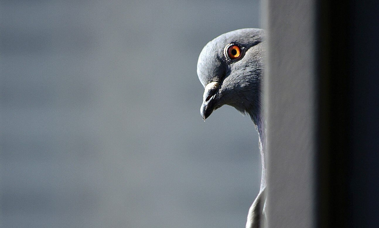 Bird Removal and Control Services