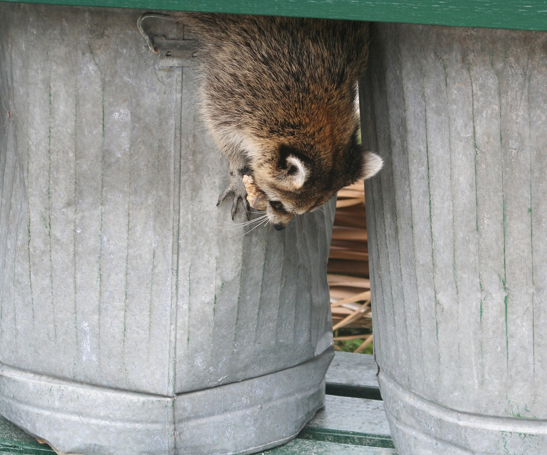 Signs that a Raccoon Has Rabies – Animal Control in NYC & New Jersey