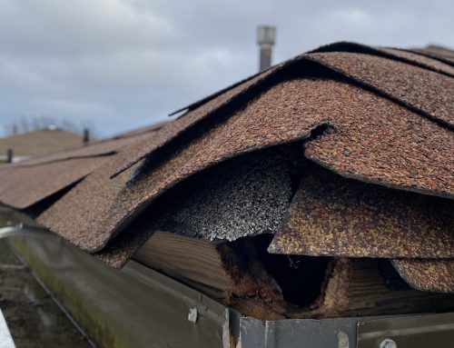 Animal Damage Repair in NYC and NJ