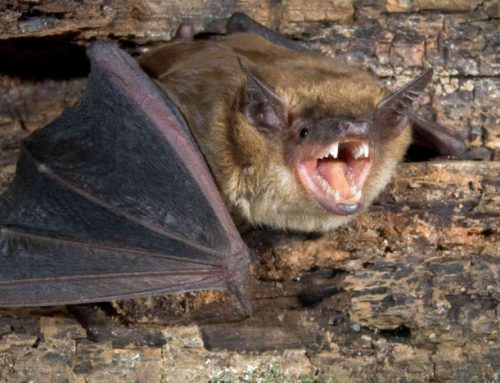 Bat Removal 101: Why Calling a Professional is Essential