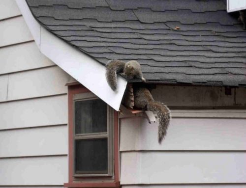 What Kinds of Damage Can Squirrels Do?