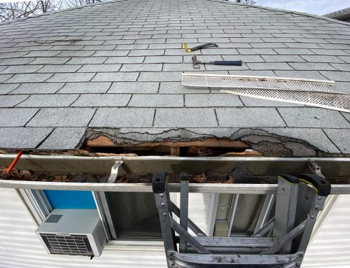 Animal Related Roof Damage