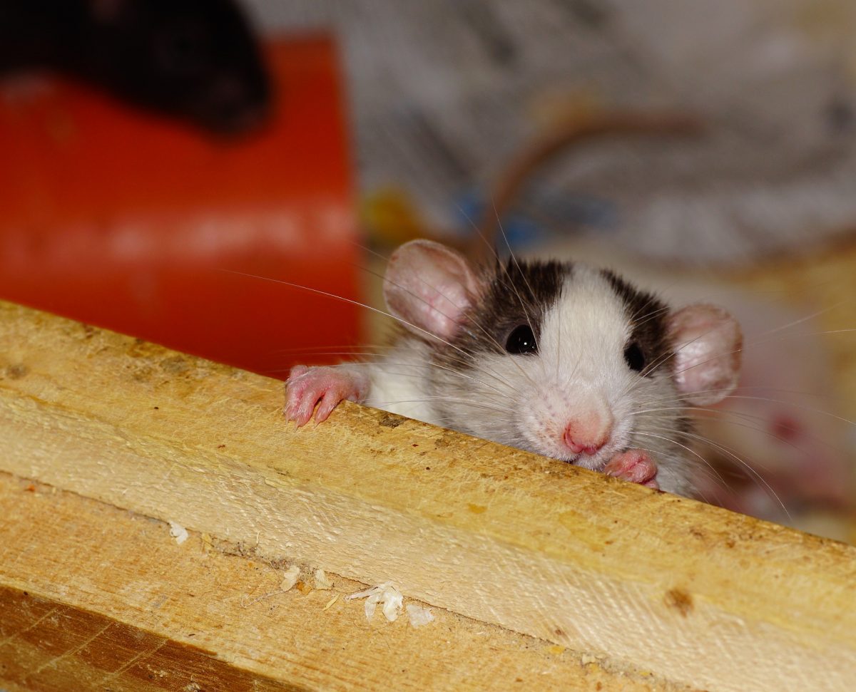 Which Carries More Disease: Rats or Mice? - Animal Control in NYC & New ...