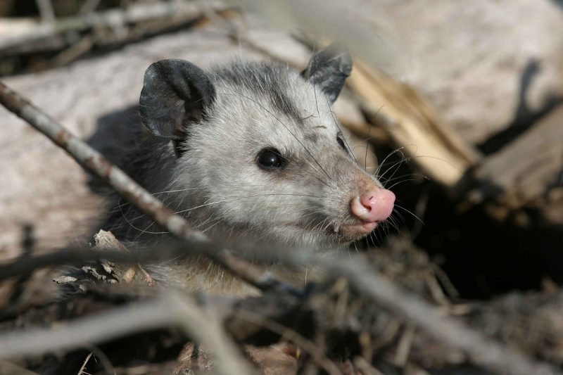 Common Opossum Problems In Nj Properties Animal Control In Nyc And New