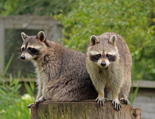 Why You Should ALWAYS Stay Away from a Raccoon During the Day