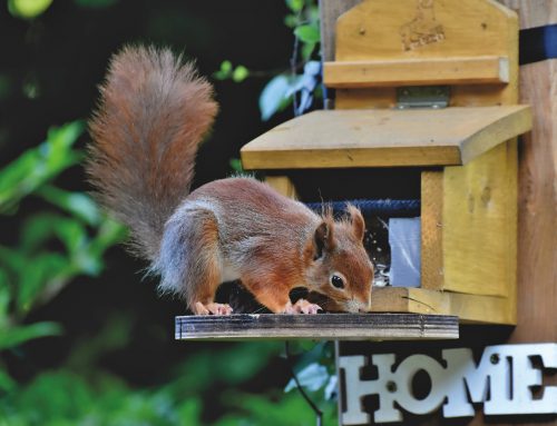 The Hidden Dangers of DIY Squirrel Removal: Why Calling in the Experts is Essential