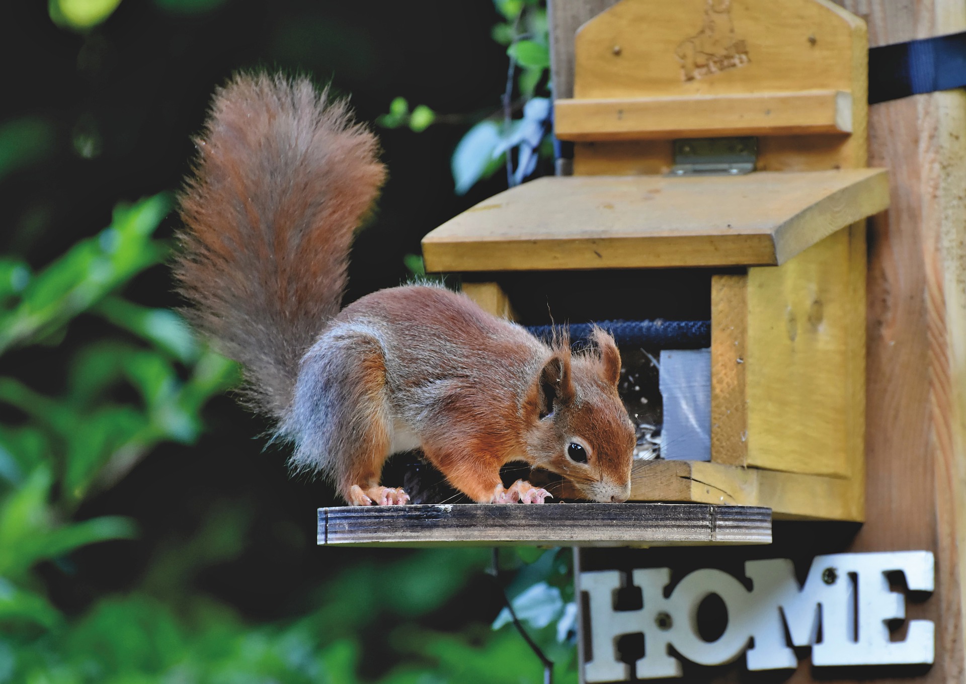 Squirrel hutch outlet