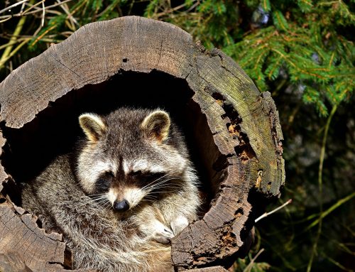 Where Do Raccoons Hide on NYC Properties?