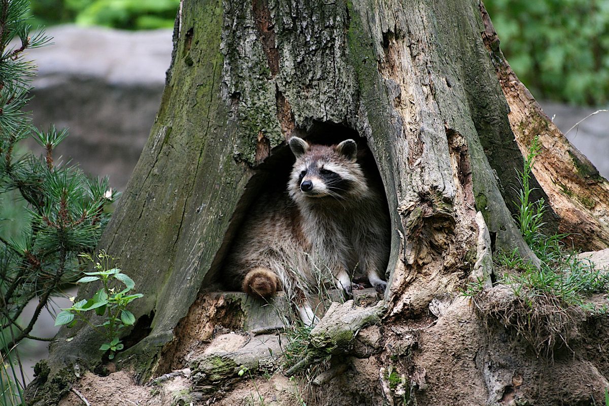 Where Do Raccoons Live During the Day? – Animal Control in NYC & New Jersey
