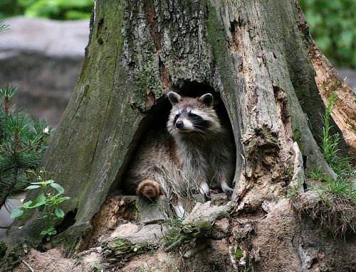 Where Do Raccoons Live During the Day?