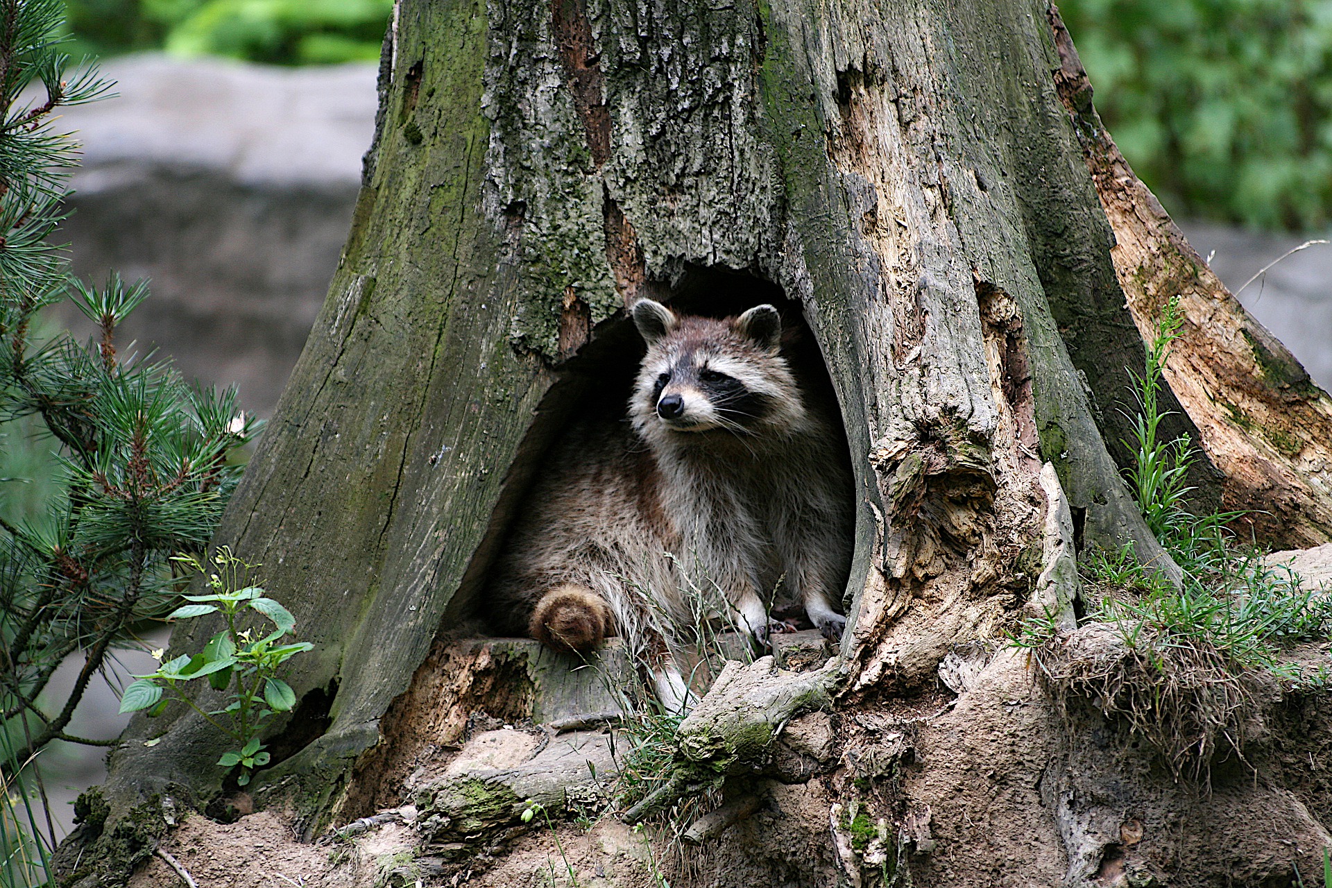 Raccoons Where To Sleep