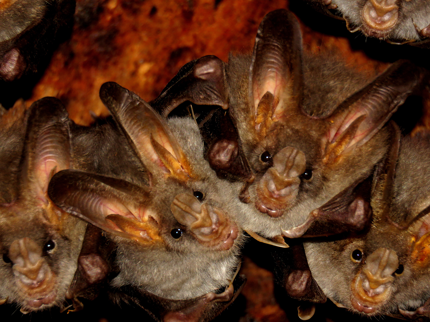 Plan to use baby bats as bait to move flying fox colony away from