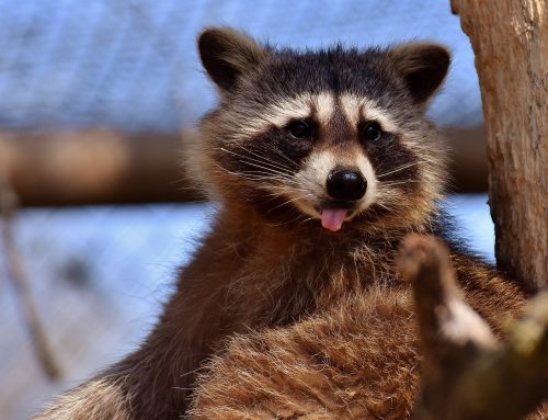 The Hidden Dangers of Raccoon Infestations: How Professionals Ensure Safe Removal