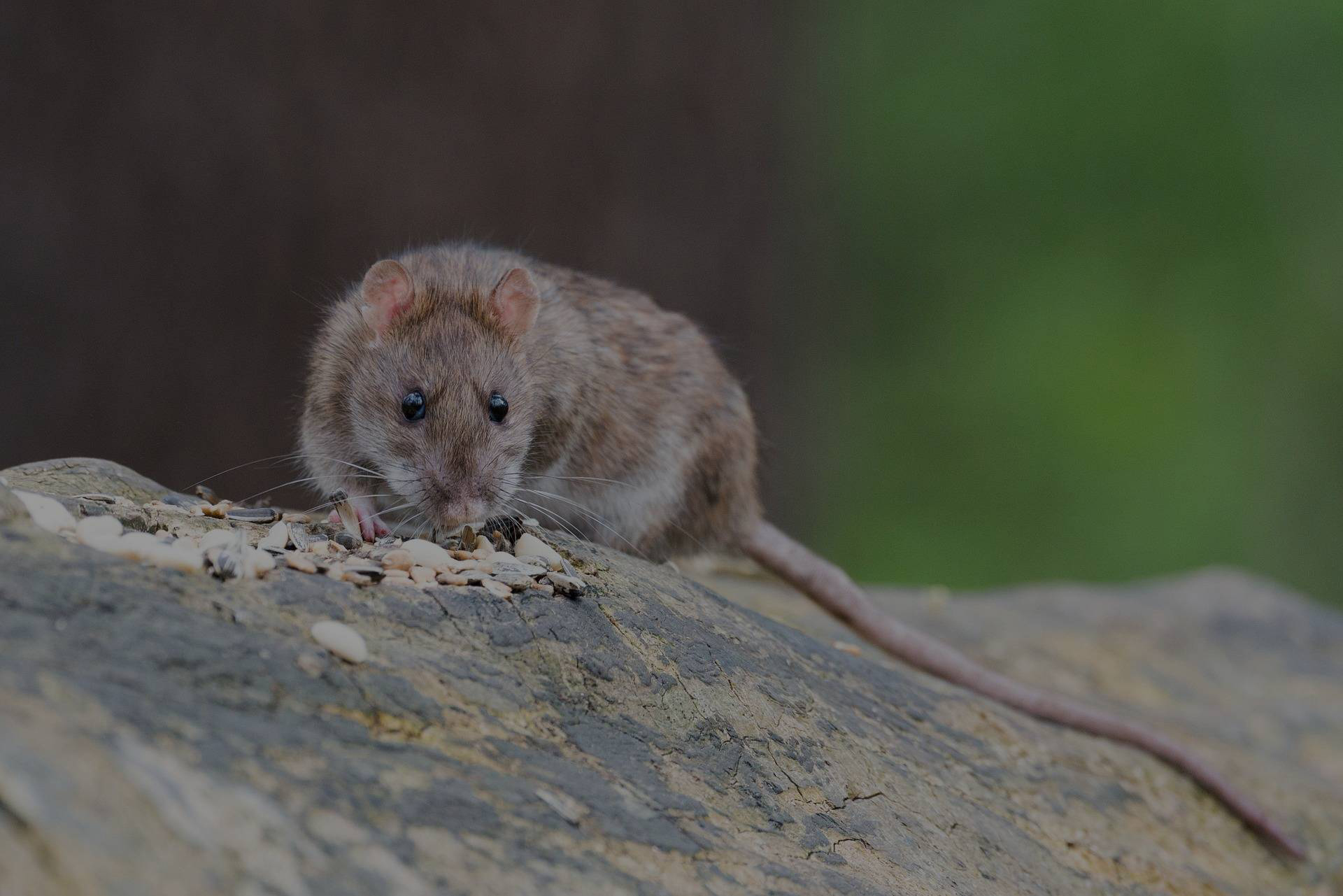 Rodent control technician for mice and rats in New York City