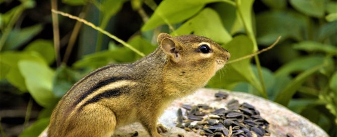 https://animalcontrol.nyc/wp-content/uploads/2021/05/What-Types-of-Damage-Do-Chipmunks-Cause-2-669x272.jpg