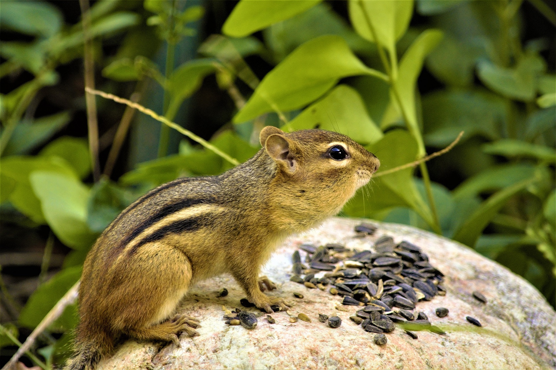 What Types of Damage Do Chipmunks Cause Animal Control in NYC