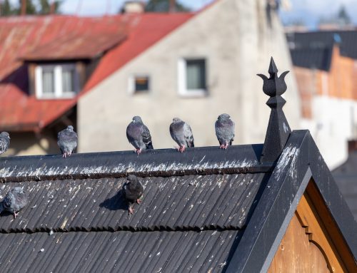 The Hidden Dangers of Bird Infestations: How a Professional Can Help